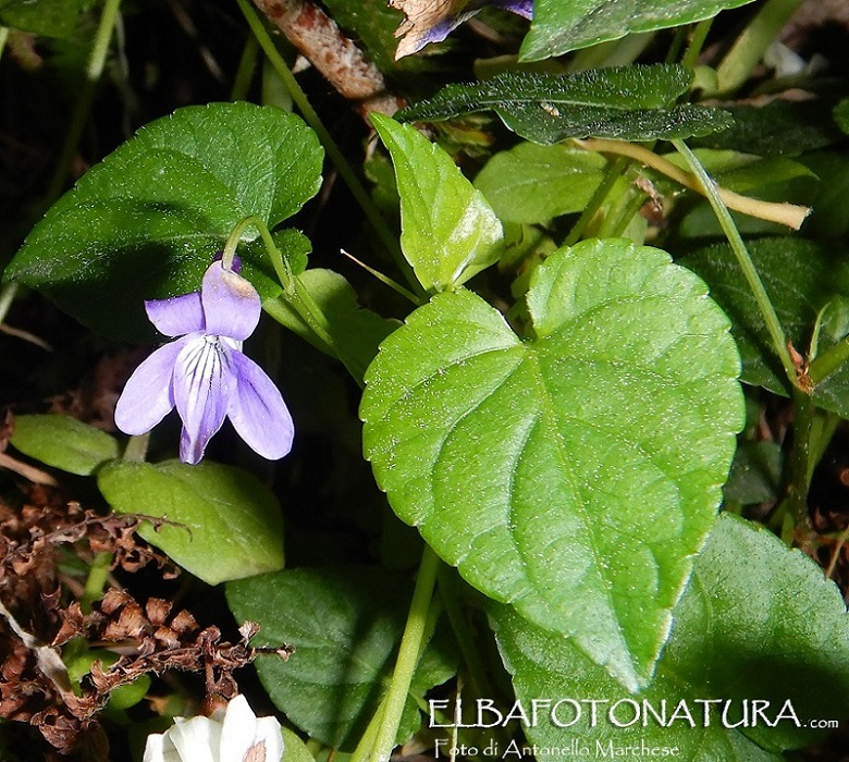Viola da identificare:  viola reichebachiana ?  S� !
